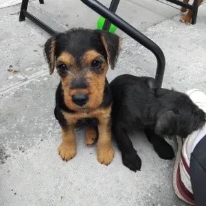 Lakeland terrier pups - Image 3