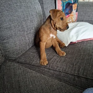 Lakeland terrier pups - Image 4