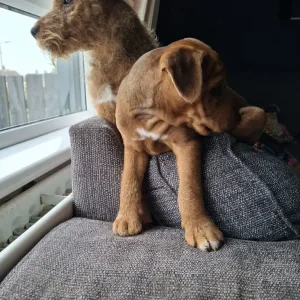Lakeland terrier pups - Image 5