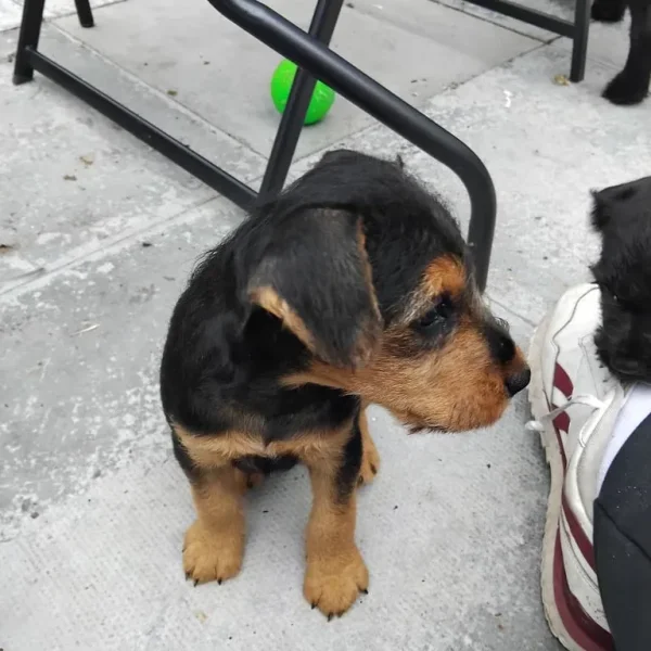 Lakeland terrier pups