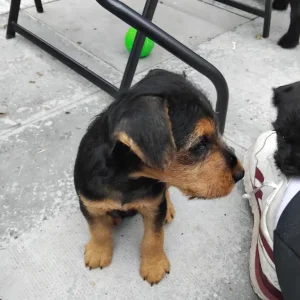 Lakeland terrier pups