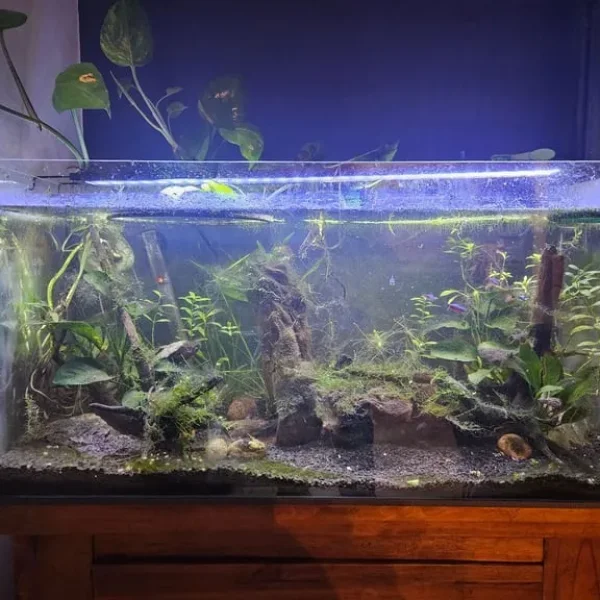 Fish tank and all the gear