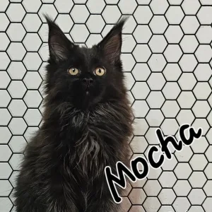 TICA Registered Maine Coon Kittens – Black and Black with White - Image 2