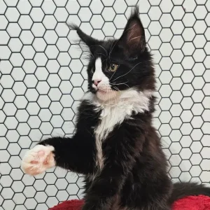 TICA Registered Maine Coon Kittens – Black and Black with White - Image 3