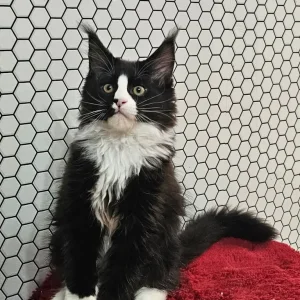 TICA Registered Maine Coon Kittens – Black and Black with White - Image 4