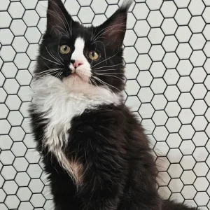 TICA Registered Maine Coon Kittens – Black and Black with White - Image 5