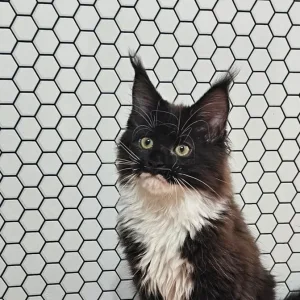 TICA Registered Maine Coon Kittens – Black and Black with White - Image 7