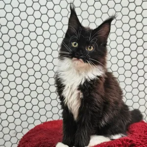 TICA Registered Maine Coon Kittens – Black and Black with White - Image 8
