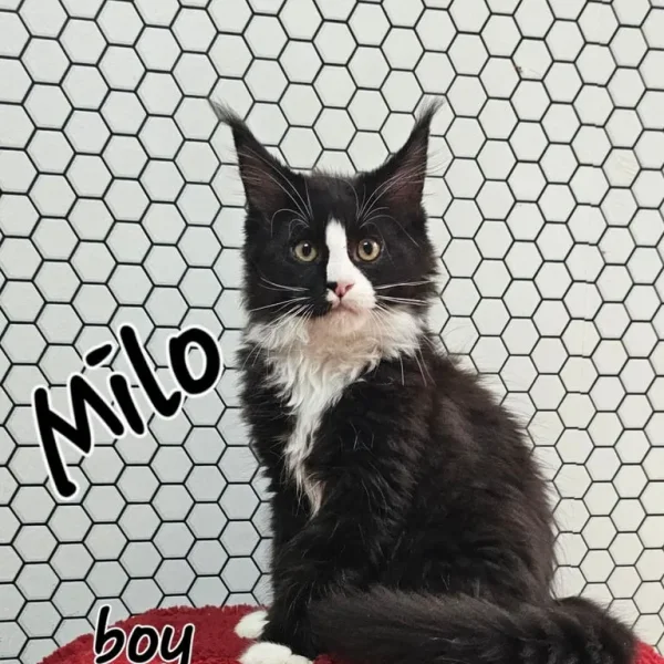 TICA Registered Maine Coon Kittens – Black and Black with White