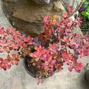 Berberis Thunberghi ‘Chiquita’ plant - Image 2