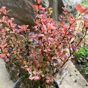 Berberis Thunberghi ‘Chiquita’ plant - Image 3