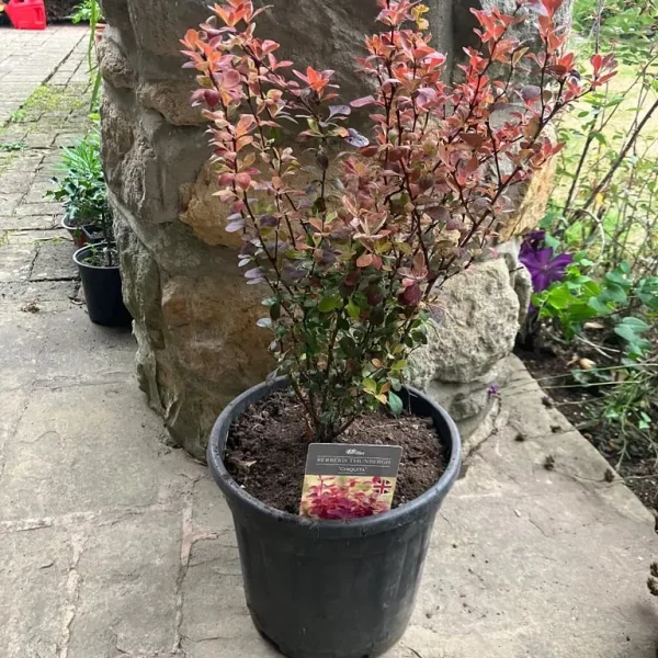 Berberis Thunberghi ‘Chiquita’ plant