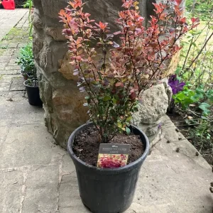 Berberis Thunberghi ‘Chiquita’ plant