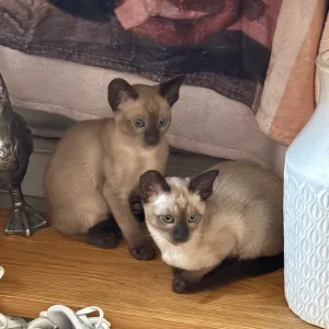 Tonkinese Female Kittens (ready now) - Image 2