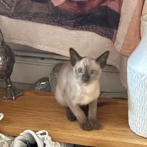 Tonkinese Female Kittens (ready now) - Image 3