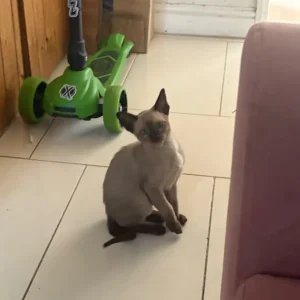 Tonkinese Female Kittens (ready now) - Image 4