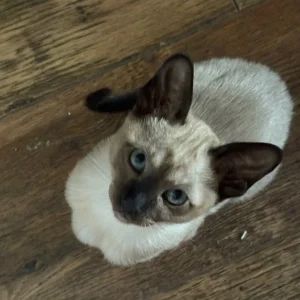 Tonkinese Female Kittens (ready now) - Image 5