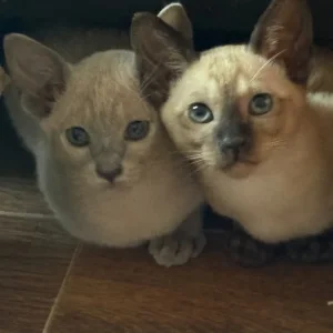 Tonkinese Female Kittens (ready now) - Image 6