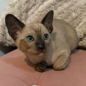 Tonkinese Female Kittens (ready now) - Image 7
