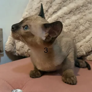 Tonkinese Female Kittens (ready now) - Image 8