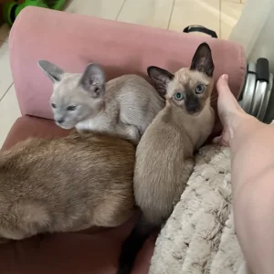 Tonkinese Female Kittens (ready now)