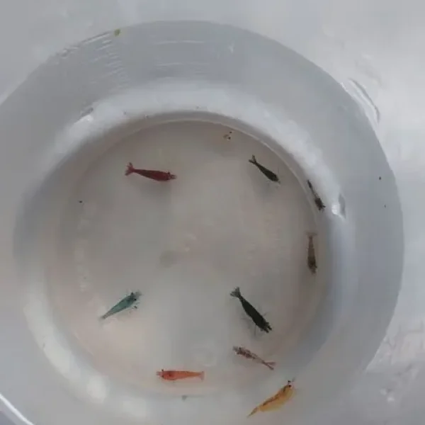 Tropical Shrimp. Mixed Colours.