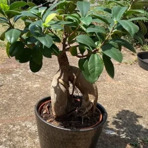 Ficus Ginseng Bonsai - Image 2