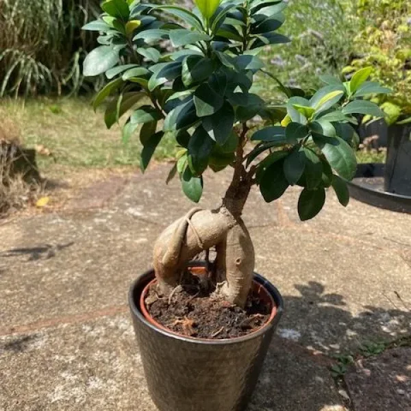 Ficus Ginseng Bonsai