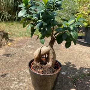 Ficus Ginseng Bonsai