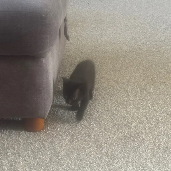 11-week-old pure black kitten
