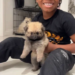 8-Week-Old Pomeranian Puppies - Image 2