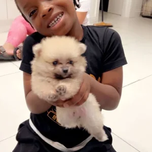 8-Week-Old Pomeranian Puppies - Image 3
