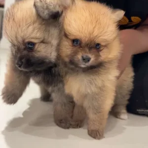 8-Week-Old Pomeranian Puppies