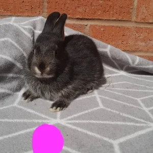 rex cross mini lop babies! 💫 with food etc! - Image 2