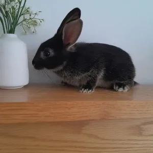 rex cross mini lop babies! 💫 with food etc! - Image 3