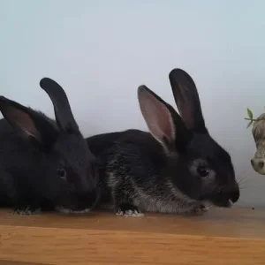 rex cross mini lop babies! 💫 with food etc! - Image 4