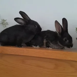 rex cross mini lop babies! 💫 with food etc! - Image 5