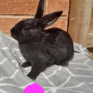 rex cross mini lop babies! 💫 with food etc!