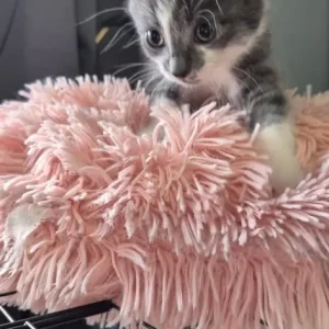 4 kittens – black, white, grey - Image 2