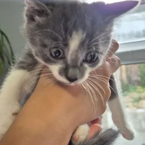 4 kittens – black, white, grey - Image 3