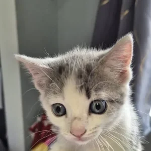 4 kittens – black, white, grey - Image 4