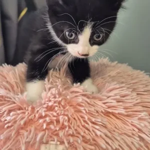 4 kittens – black, white, grey - Image 5