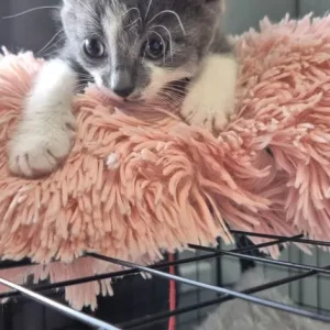 4 kittens – black, white, grey - Image 6