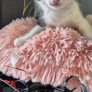 4 kittens – black, white, grey - Image 7