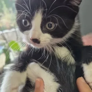 4 kittens – black, white, grey - Image 8