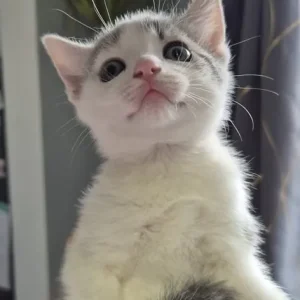 4 kittens – black, white, grey