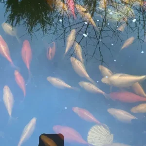 White goldfish for outdoor pond - Image 2