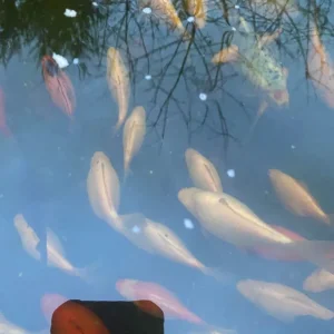 White goldfish for outdoor pond - Image 3