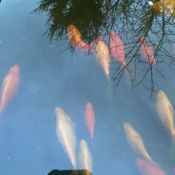 White goldfish for outdoor pond