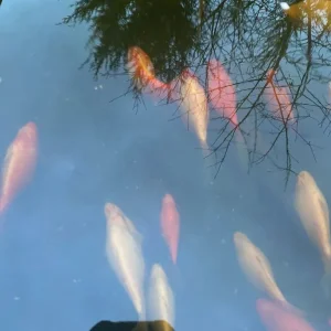 White goldfish for outdoor pond